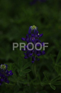 090322_0551