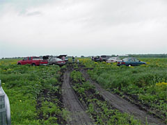 muddy field, but green ground cover